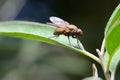 Fly on a leaf