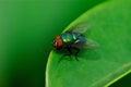 A fly on the leaf Royalty Free Stock Photo