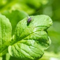 A fly on a leaf Royalty Free Stock Photo