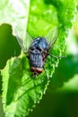 A fly on a leaf Royalty Free Stock Photo