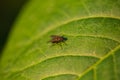 Fly on leaf, close-up Royalty Free Stock Photo