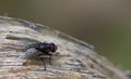 Fly on a leaf Royalty Free Stock Photo