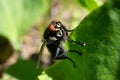 Fly on a leaf Royalty Free Stock Photo