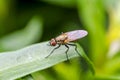 Fly on leaf in field Royalty Free Stock Photo