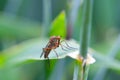 Fly on a leaf Royalty Free Stock Photo