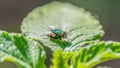 Fly on a leaf - great detail of face, thorax, and wings