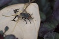 Fly on a leaf