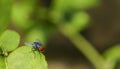 Fly on the leaf Royalty Free Stock Photo
