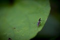 Fly on a Leaf