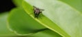 Fly on a leaf with selective focus Royalty Free Stock Photo