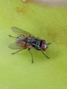 This fly is licking the spilled chocolate milk Royalty Free Stock Photo