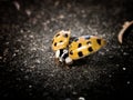 Fly little Ladybug