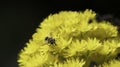A fly that looks like a bee on a flower Royalty Free Stock Photo