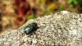 Fly Lucilia sericata Royalty Free Stock Photo