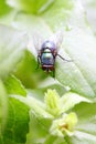 A fly(Lucilia sericata Meigen) is staying on a leaf Royalty Free Stock Photo