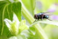 A fly(Lucilia sericata Meigen) is staying on a leaf Royalty Free Stock Photo