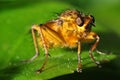 Fly macro Royalty Free Stock Photo