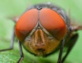 Fly macro