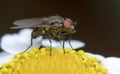 Fly macro phography posing and showing her wings Royalty Free Stock Photo