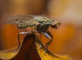 Fly macro phography posing and showing her wings Royalty Free Stock Photo
