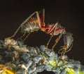 Fly macro phography posing and showing her wings Royalty Free Stock Photo