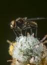 Fly macro phography posing and showing her wings