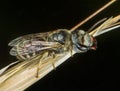 Fly macro phography posing and showing her wings