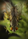 Fly macro phography posing and showing her wings Royalty Free Stock Photo