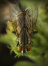 Fly macro phography posing and showing her wings