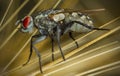 Fly macro phography posing and showing her wings