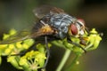 Fly macro phography posing and showing her wings