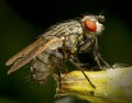 Fly macro phography posing and showing her wings