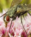 Fly macro phography posing and showing her wings