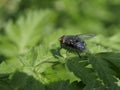 Fly macro phography posing and showing her wings