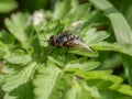 Fly macro phography posing and showing her wings