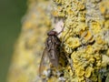 Fly macro phography posing and showing her wings