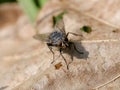 Fly macro phography posing and showing her wings