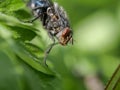 Fly macro phography posing and sitting on leaf