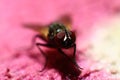 A fly Macro Photo short Royalty Free Stock Photo