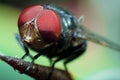 Fly, macro shot