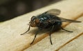 A macro photo of a Bluebottle Blow-Fly Royalty Free Stock Photo