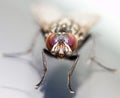 Fly insect Royalty Free Stock Photo