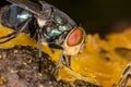 Fly on mango fruit - Macro photo of fly on mango Royalty Free Stock Photo