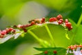 Fly on maple leaf surrounded by maple leaf galls Royalty Free Stock Photo