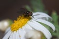 Fly on a marguerite Argyranthemum adauctum canariense.