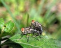 Fly mating on keaf Royalty Free Stock Photo