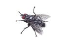 Fly meatfly isolated on white Royalty Free Stock Photo