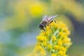 Fly mimics bee on yellow flower Royalty Free Stock Photo