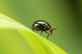 Fly that mimics beetle, Paracelyphus hyacinthus, Satara,
