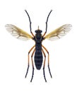 Fly Molobratia teutonus male